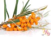 Buah Sea Buckthorn